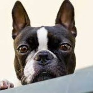 Meet your Posher, Deegan